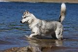 SIBERIAN HUSKY 653
